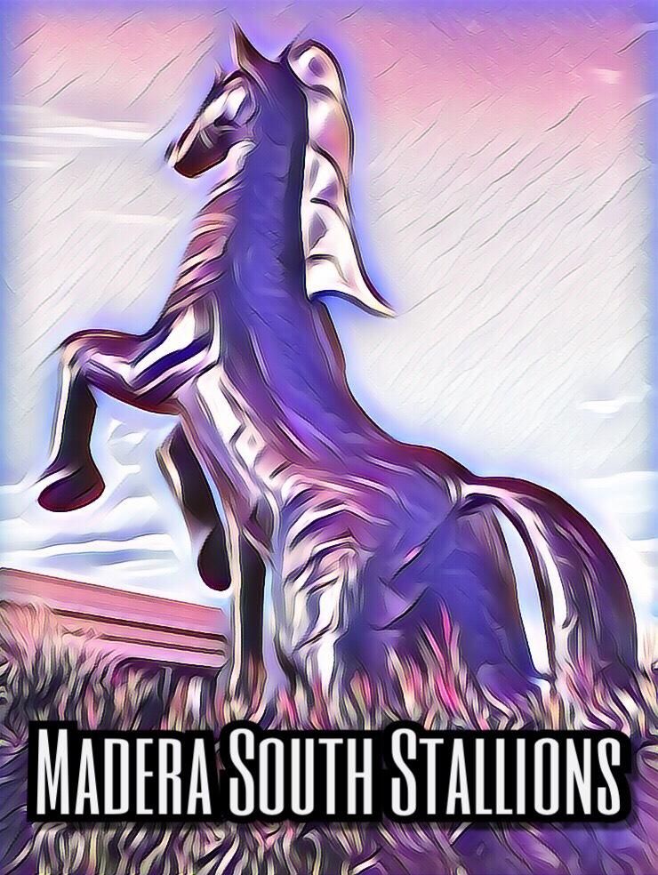 stallion art stallion art